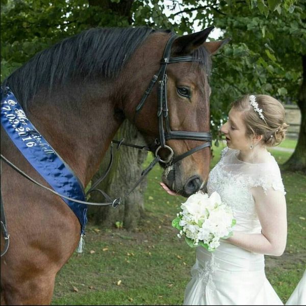 Multi Ribbon Sash - Equestrian, Horse, Pony, Animal, Pet, Cattle 2ft - 7ft (3, 4 or 5 Tiers) - Image 2